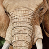 African Elephant 4