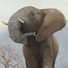 African Elephant 5