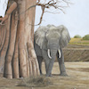 Baobab - Elephant