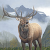 Elk in Valley