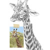 Giraffe Sketch