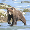 Grizzly in River
