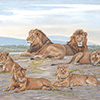 Lion Family