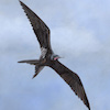 Magnificent Frigatebird in Flight