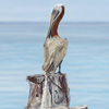 Pelican at Dry Tortugas
