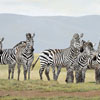 Zebras on Alert